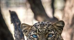 Por que leopardos da África do Sul encolheram para metade do seu tamanho original?