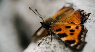 Borboleta que quase não envelhece intriga cientistas e pode revelar segredos da longevidade