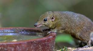 Por que existem tão poucos mamíferos venenosos? Entenda o fenômeno na natureza
