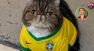 Petkovic luta pela vida: gato batizado pela semelhança com ídolo do futebol mobiliza campanha após leucemia
