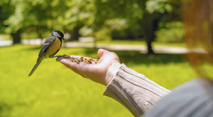 Observar aves pode manter o cérebro mais jovem