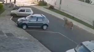 Homem é atingido por boi solto em rua de Minas Gerais; câmeras registram momento