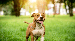 American staffordshire terrier: conheça as características do cachorro dessa raça