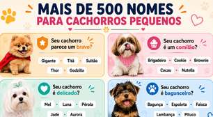 O que considerar antes de escolher o nome do seu cachorro? Veja mais de 500 opções
