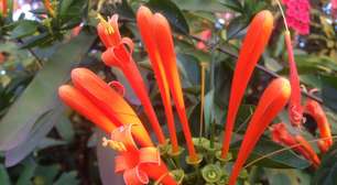 Cipó-de-são-joão: a trepadeira que transforma muros em cascatas de flores alaranjadas