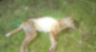 Homem que matou cão enforcado em Canguçu será indiciado por maus-tratos com resultado morte