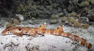 Nova espécie de tubarão que "anda" é descoberta na Oceania e impressiona pesquisadores