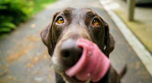 Alterações no comportamento de pets podem sinalizar problemas de saúde
