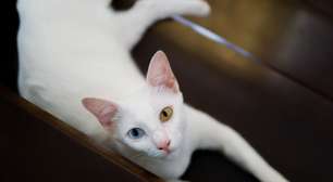Gatos asiáticos: 7 raças que conquistaram o mundo