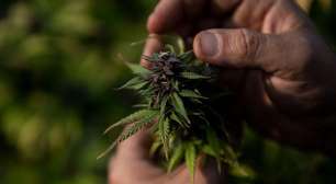 Quando o Brasil exportava maconha: o passado de um comércio esquecido