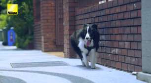 O que faz o coração de um cão acelerar? Cachorro fotógrafo viraliza ao registrar sua própria felicidade