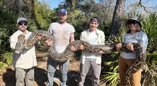 'Cobras-espiãs' ajudam pesquisadores a capturar centenas de pítons invasoras na Flórida; entenda