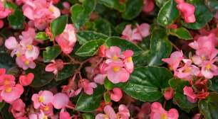 5 plantas trepadeiras com flores para cobrir paredes feias, sem graça e descascadas