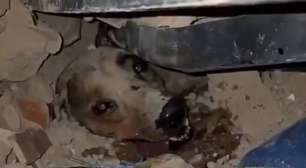 Cão resgatado dos escombros viraliza após terremotos na Venezuela