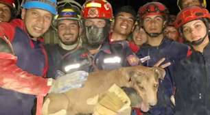 Cachorro é resgatado em meio a escombros após terremotos na Venezuela