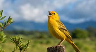 Canários-da-terra: entre o canto e o tráfico de fauna