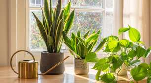 Por que ter plantas em casa é uma ótima ideia?