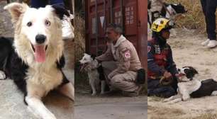 Conheça Tsunami, o cão que saiu das ruas e salvou 12 vítimas do terremoto na Venezuela