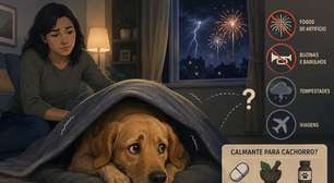 Calmante para cachorro durante fogos ou viagens: Dramin e soluções caseiras funcionam?