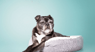 Terceira idade canina: 7 mudanças comportamentais de cachorros idosos
