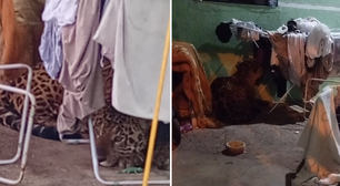 Onça-pintada invade casa, se esconde embaixo do varal, e surpreende família em Foz do Iguaçu: 'Ajoelhei e orei'