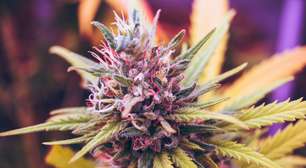 Cannabis na adolescência: estudo associa uso de jovens com dobro de risco de doenças mentais graves