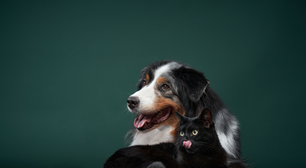 8 mitos ultrapassados que podem prejudicar a saúde do seu animal de estimação