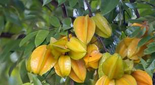 Carambola: Saiba mais sobre a fruta rica em Vitaminas C e A, que contém minerais essenciais para os músculos
