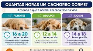 Dorme demais ou está tudo bem? Saiba quando o sono do cachorro merece atenção