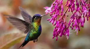 7 árvores floridas para atrair beija-flores e deixar seu jardim mais vivo