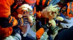 Cachorrinho é resgatado com vida sob escombros de prédio após terremoto na Venezuela