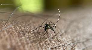 Mosquito da dengue pode aprender a 'ignorar' repelente, mostra estudo francês