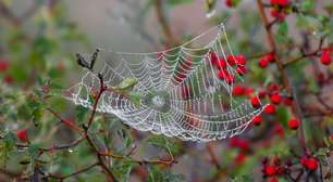 Significado dos Sonhos com Aranhas: Avisos, Medos e Esperança