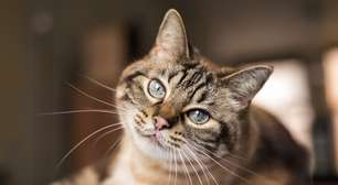 Gatos enxergam coisas que os humanos não veem? Entenda o que diz a ciência