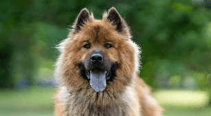 4 raças de cachorro com a língua azul