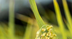 Um El Niño severo poderia ameaçar alimento essencial para ao menos metade da humanidade e basicamente todo o Brasil
