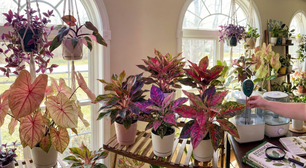 Decoração vibrante: plantas coloridas dão vida aos ambientes