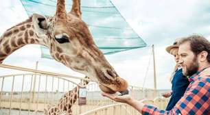 Por que as girafas são tão grandes? Entenda como a evolução e a seleção natural moldaram esse animal da savana