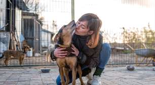 A realidade da adoção: pesquisa inédita revela como idade, cor e porte definem o destino de animais em abrigos no Brasil