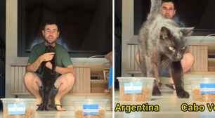 Gato 'vidente' que acertou classificação do Brasil prevê derrota da Argentina