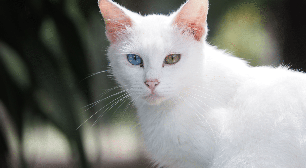 5 raças de gato originárias da Tailândia