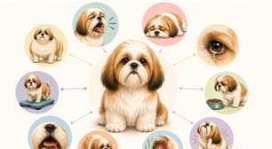 Seu Shih Tzu pode viver mais e melhor: 7 problemas de saúde que merecem atenção