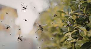 Jardim repelente de mosquitos: 4 estratégias naturais para afastar os insetos de casa