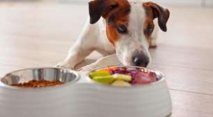 Por que comida humana faz mal para cães e gatos?