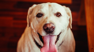 Por que os cachorros ficam com a língua de fora? Entenda quando é normal