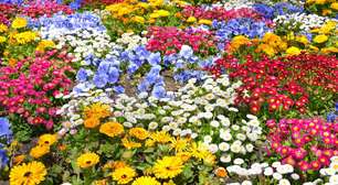 Confira 8 plantas que florescem no inverno e deixam o jardim cheio de cor