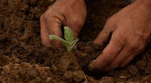 Economia regenerativa: entenda o conceito que vai além da sustentabilidade