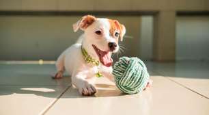 Como criar um cachorro feliz em apartamento: cuidados essenciais