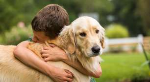 Alguns Golden Retrievers vivem muito mais que outros: entenda o que pode fazer a diferença