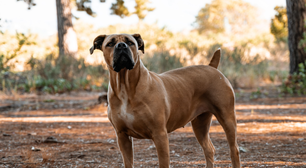 Boerboel: conheça as características do cachorro dessa raça